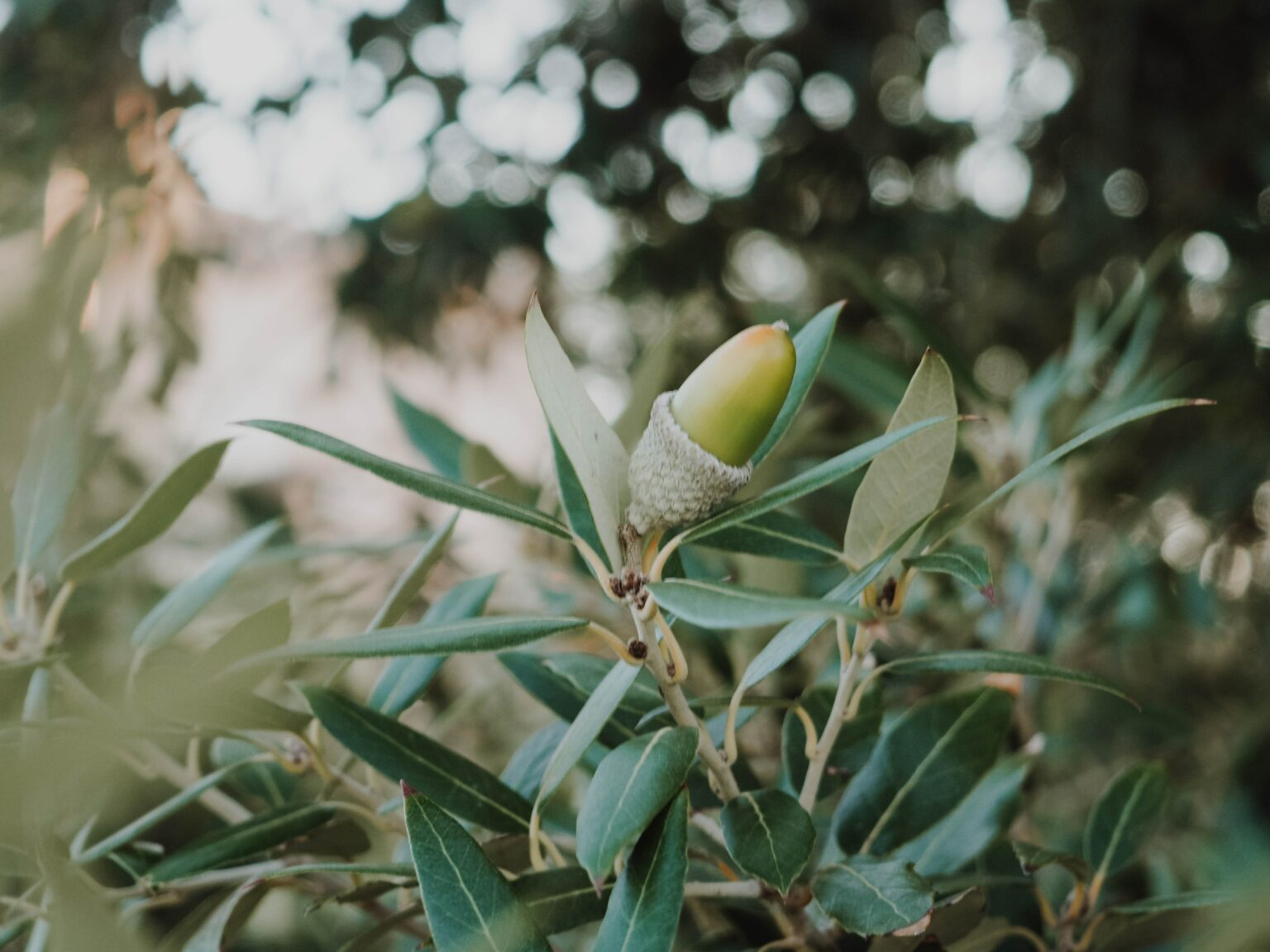 The Acorn: Food to Some, Inedible to Others | School of Historical